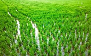 Lahan Sawah di Sleman Terus Menyusut, 2.153 Ha Beralih Fungsi Selama 4 Tahun