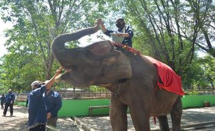 Libur Akhir Tahun, Semarang Zoo Siapkan Program Khusus