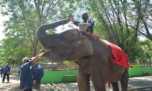 Jos, Semarang Zoo bakal Tambah Koleksi Satwa Baru pada 2023