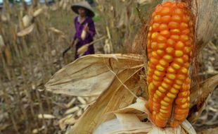 Panen Jagung Melimpah, Distribusi Susah, Ini Penyebabnya