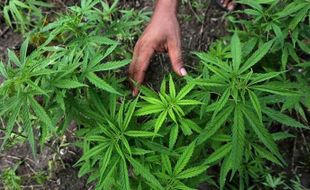 Ganja Legal di Indonesia? Begini Kata Kepala BNN