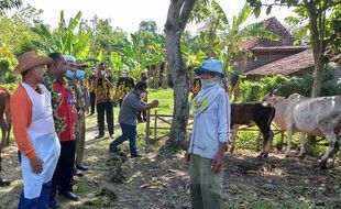 Disnakkan Akan Cek Info Puluhan Sapi Mati di Geyer Diduga PMK