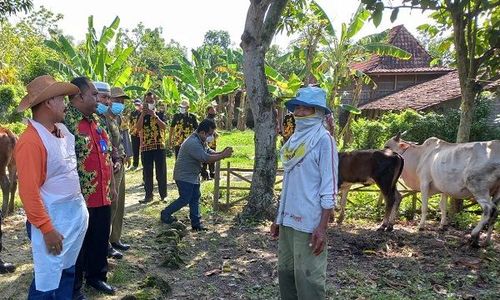 Disnakkan Akan Cek Info Puluhan Sapi Mati di Geyer Diduga PMK