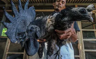 Espos Plus: Ayam Cemani dan Urgensi Pendidikan Seksual di Pesantren