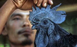 Bisnis Ternak Ayam Cemani di Bogor, Harga Jual Hingga Jutaan Rupiah