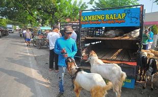 Pasar Hewan Ditutup, Pedagang di Kudus Nekat Berjualan di Pinggir Jalan