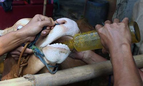 Cegah PMK, Pedagang Hewan Kurban Beri Jamu ke Sapi untuk Menambah Imun