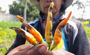 Dampak Cuaca Tak Menentu, Hasil Panen Cabai di Cepogo Boyolali Turun