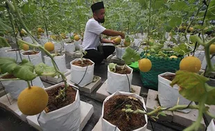 Ponpes Ta’mirul Islam Solo Panen Perdana Buah Melon Hasil Urban Farming