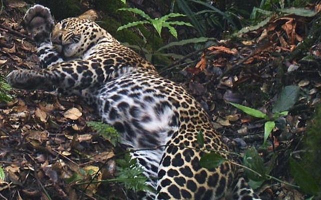 Menjaga Macan Tutul dan Harimau Jawa di Gunung Muria