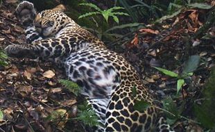 Panther dan Elang Jawa di Merapi Merbabu Menoreh, Cagar Biosfer Dunia