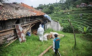 Pada 1887, Sapi Impor Belanda Bawa Wabah PMK ke Indonesia 