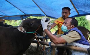 Cegah PMK, Pemkot Tangerang Larang Masuk Hewan Kurban dari Luar Daerah