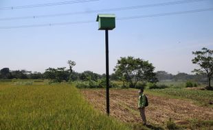 Berkat Ini, Serangan Hama Tikus di Sawah Beji Klaten Berkurang Drastis