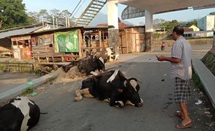 4 Sapi Asal Jatim Tergeletak di Pasar Hewan Boyolali, Begini Kondisinya