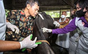 Kementan Mulai Vaksinasi Perdana PMK ke Hewan Ternak di Jatim