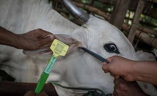 Dugaan Korupsi Vaksin PMK, Polisi Periksa 2 Pejabat Dinas Peternakan Malang