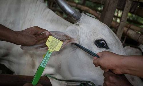 Duh! Capaian Vaksinasi PMK di Jateng Tak Penuhi Target, Ini Gegaranya