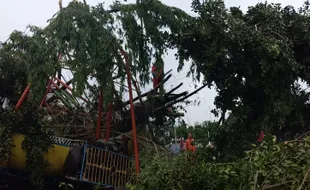 Diterjang Angin Kencang, Beringin Berusia Ratusan Tahun Roboh di Sleman