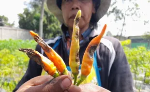 Sedih Lur! Panenan Cabai di Lereng Merapi Boyolali Menurun karena Ini