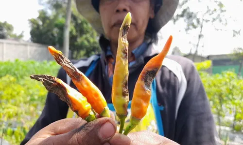 Sedih Lur! Panenan Cabai di Lereng Merapi Boyolali Menurun karena Ini