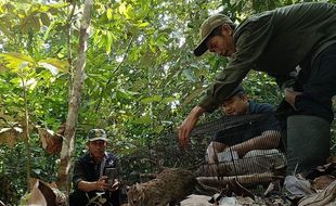 Ramai Jual-Beli, Kucing Kuwuk Dilindungi Bukan Peliharaan