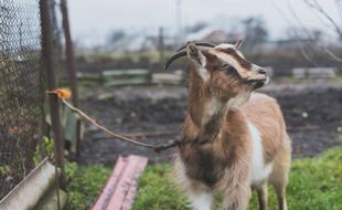 Jadi Primadona Hewan Kurban, Harga Kambing di Boyolali Naik Lur...