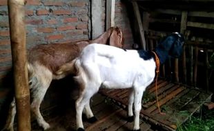 Jelang Iduladha 2022, Segini Harga Kambing Kurban di Sukoharjo