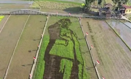 Kreatif! Warga Semarang Lukis Bung Karno dengan Padi di Sawah