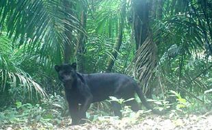 Belasan Black Panther Bergerilya di Alcatraz Indonesia, Nusakambangan