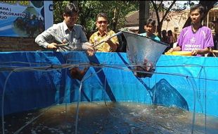 Peluang Usaha Budi Daya Ikan Nila, Ini Cara Agar Keuntungan Maksimal