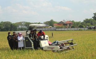 Panen Padi di Weru Sukoharjo, Mentan Puji Konsep Pertanian IP 400