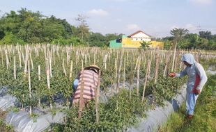 Harga Naik, Petani Rela Begadang Amankan Tanaman Cabai Dari Pencurian