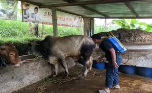 Wabah PMK, Begini Kiat Peternak Ponorogo Jaga Daya Tahan Tubuh Sapinya