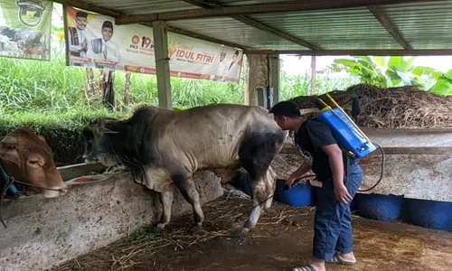 Wabah PMK, Begini Kiat Peternak Ponorogo Jaga Daya Tahan Tubuh Sapinya