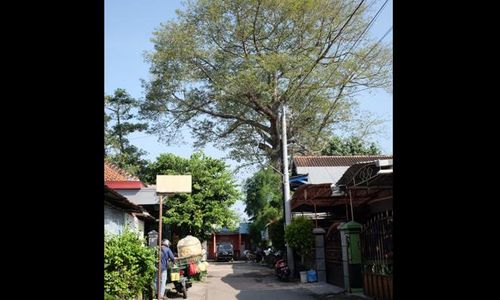 Pohon Randu Alas Di Pajang Diklaim Terbesar Se-Solo, Ini Penampakannya