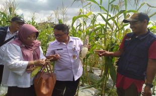 Pulen dan Gurih, Ini Keunggulan Jagung Pulut yang Kini Banyak Dicari