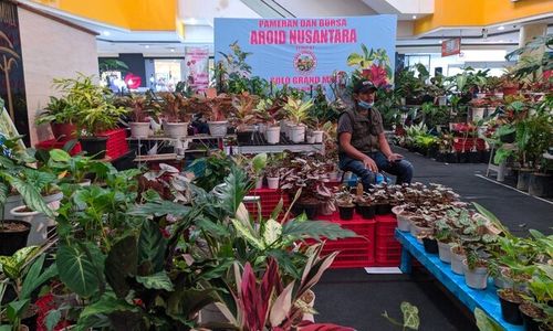 Bursa Aroid Nusantara di Solo Grand Mall Manjakan Pencinta Tanaman Hias