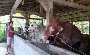 Ada PMK Jelang Iduladha, Harga Sapi di Boyolali Naik Rp2,5 Juta/Ekor