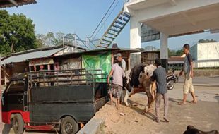 Vaksinasi PMK Boyolali Dimulai Besok, Sapi Perah Jadi Prioritas