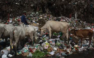 Walah, Puluhan Sapi Tetap Diumbar Di TPA Putri Cempo Solo Meski Ada PMK