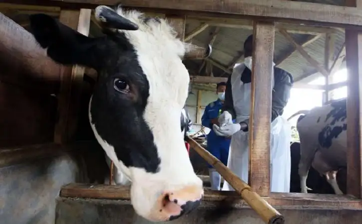 Dukung Swasembada Susu, 25.097 Sapi indukan Impor Tiba di Indonesia Per 10 Juli