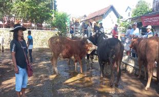 Harga Jual Sapi di Wonogiri Masih Turun Rp1,5 Juta-Rp2 Juta