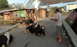 Sapi Diduga PMK Terkapar di Pasar Hewan Sunggingan Boyolali dari Jatim