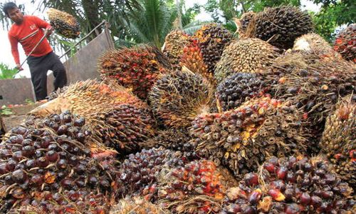 Sinar Mas Agribusiness & Food Kembangkan Bahan Bakar Pesawat Ramah Lingkungan