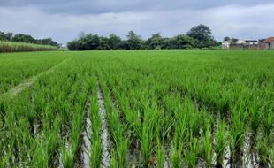 Padi Diserang Hama, Petani Karanganyar Butuh Bantuan Obat-Obatan