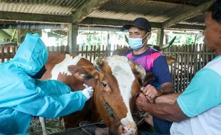 Vaksin PMK Tiba di Salatiga, Hewan Ternak Langsung Disuntik