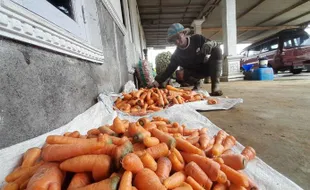 Harga Sayur di Boyolali Melejit Gegara Petani Lereng Merapi Gagal Panen