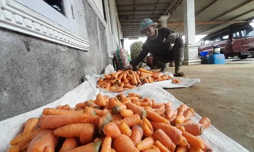 Harga Sayur di Boyolali Melejit Gegara Petani Lereng Merapi Gagal Panen