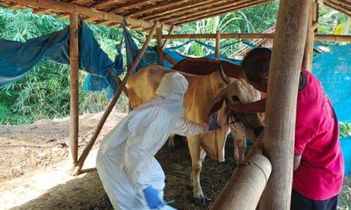 Waduh! Kematian 39 Sapi di Jambangan, Geyer, Grobogan Positif PMK